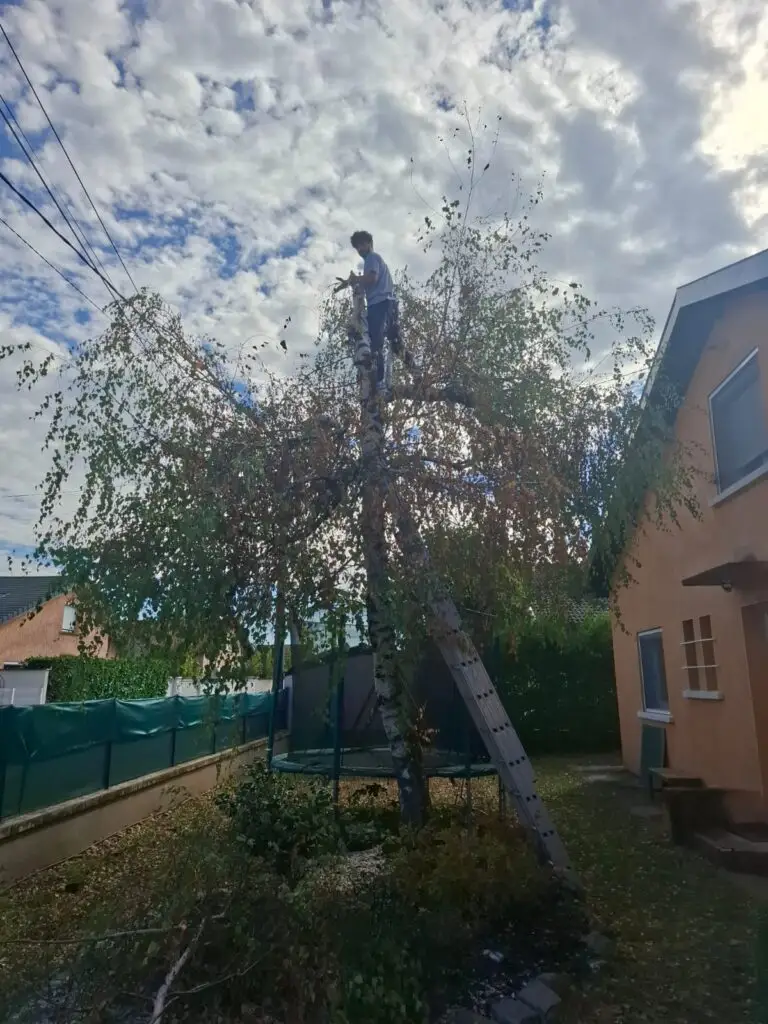 Élagueur grimpeur harnaché en hauteur dans un arbre
