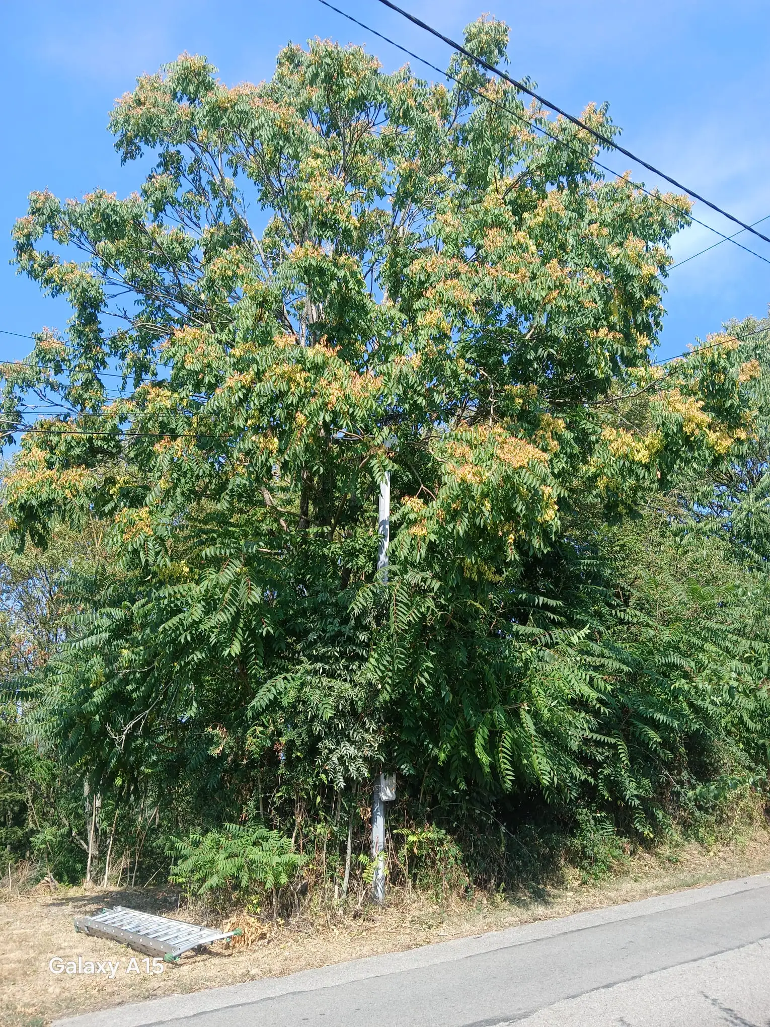 Élagueur grimpeur en hauteur dans un arbre à Toulon