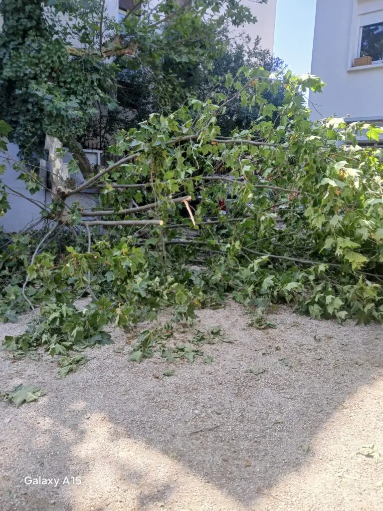 Urgence arbre dangereux