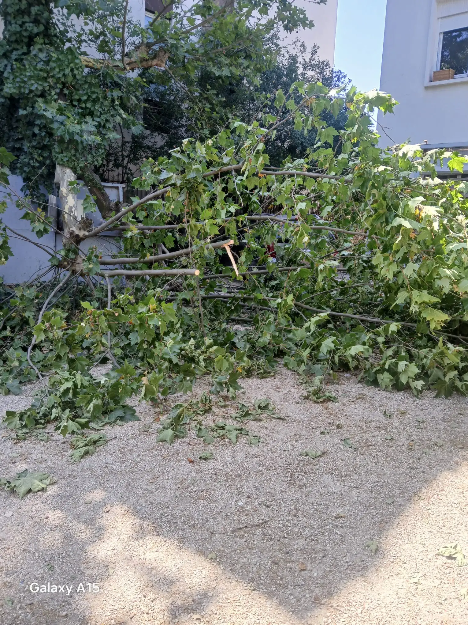 Urgence arbre dangereux