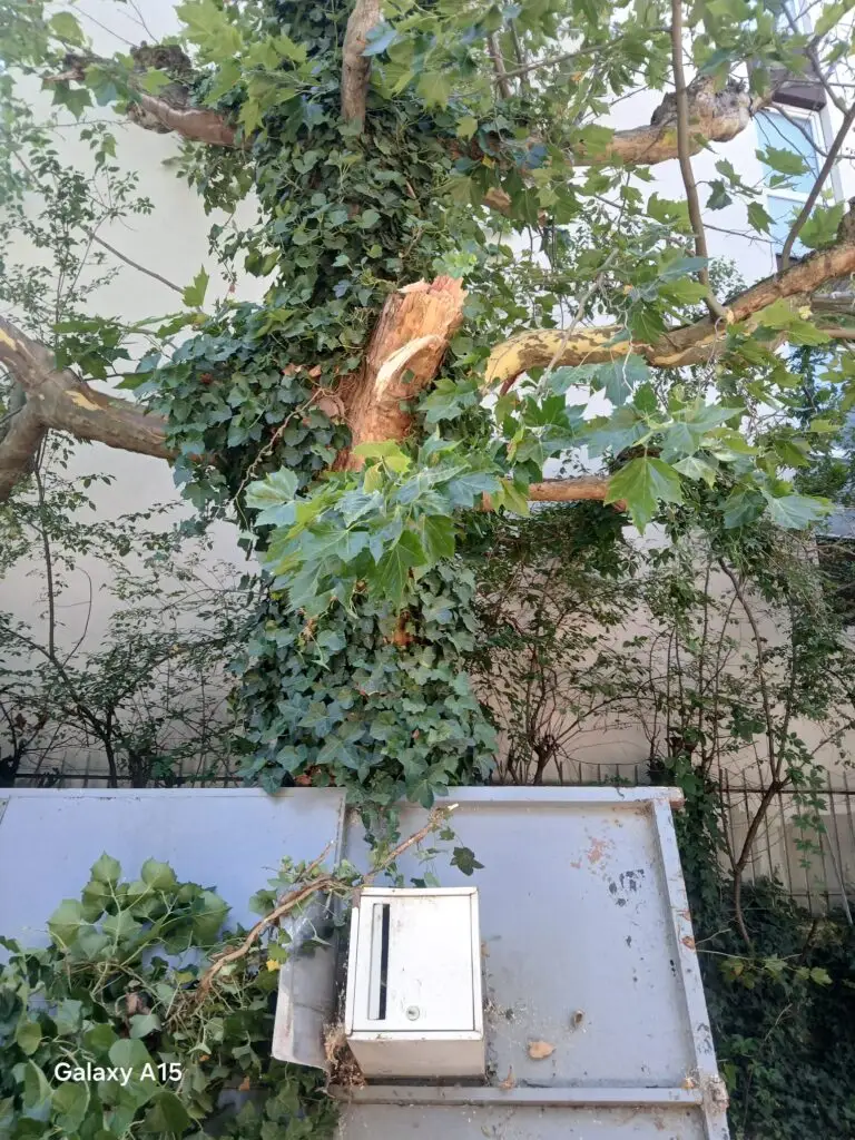 Arbre dangereux