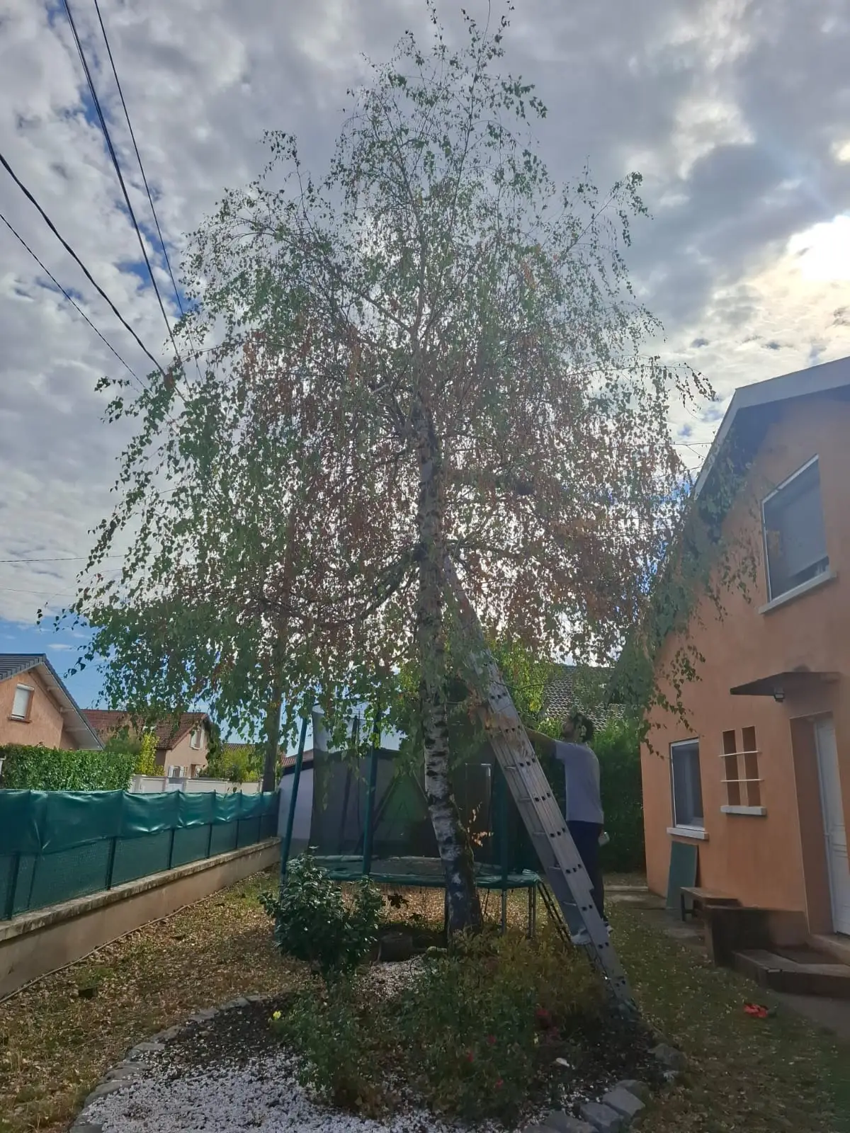 Abattage d’arbre